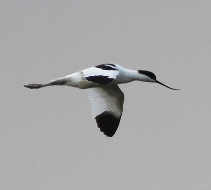 Avocet