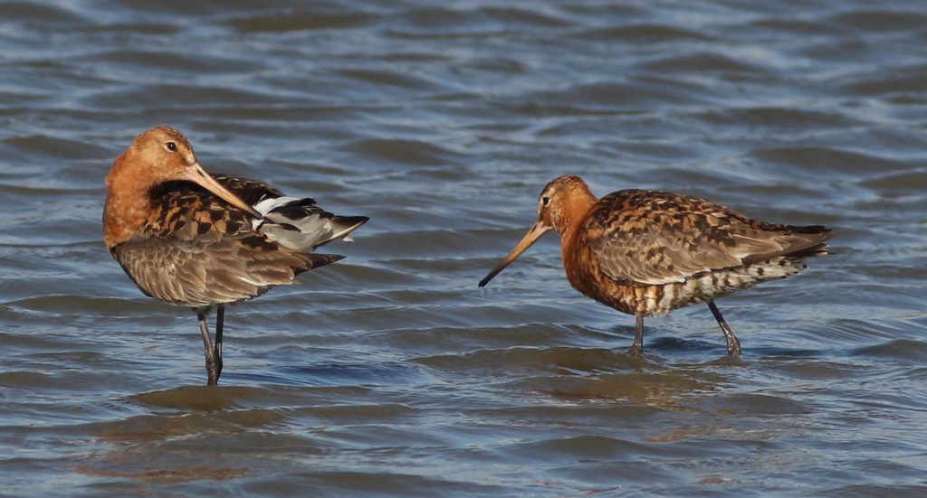 Black-tailed Godwit