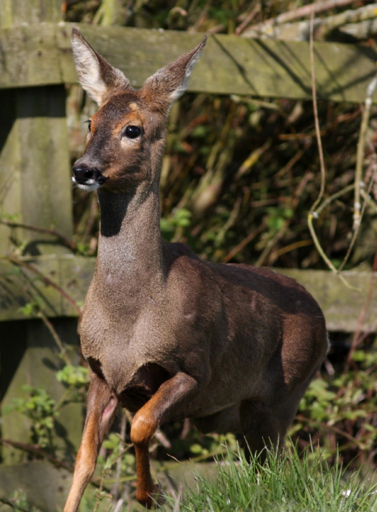 deermay2e-754×1024