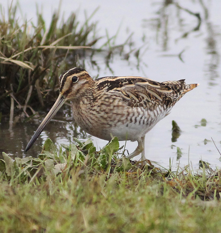 Snipe