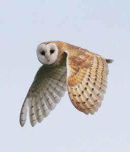 BarnOwl-Changes