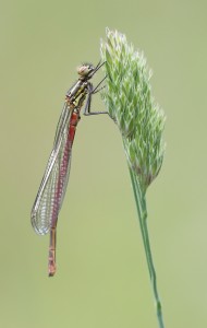 Damsel02