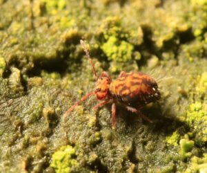 Dicyrtomina-Earthworm