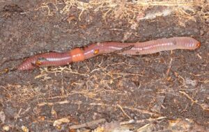 Earthworm-Earthworm