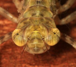 Hawker-Monsters