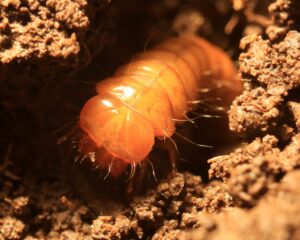 Larvae-Earthworm