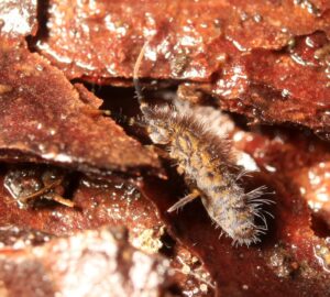 Orchesella-Earthworm