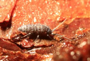 Pogonognathellus-Earthworm