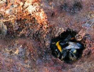 QueenBee-Earthworm