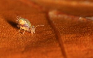Springtails-Earthworm The male Barn Owl which breeds at the Dams