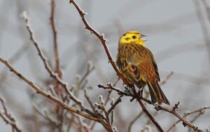 Yellowhammer-Changes The male Barn Owl which breeds at the Dams